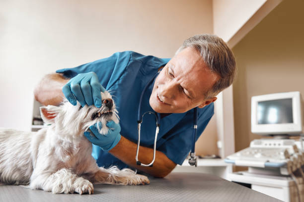 Best Same-Day Emergency Dentist in Mountain Lakes, NJ